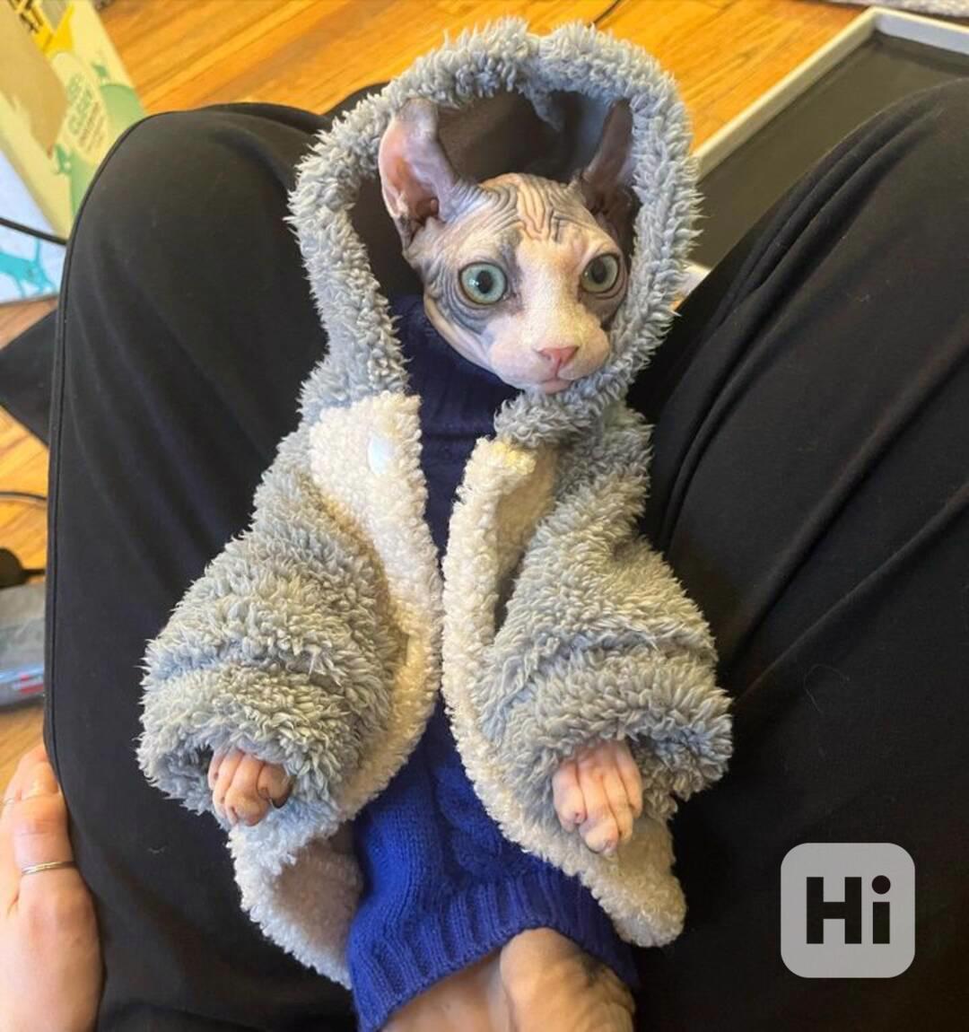 Sphynx Kitten - foto 1