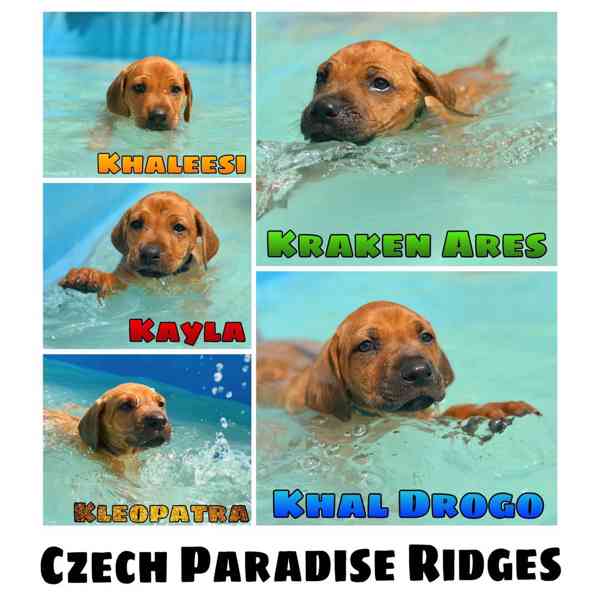 Rhodéský ridgeback s PP - foto 5