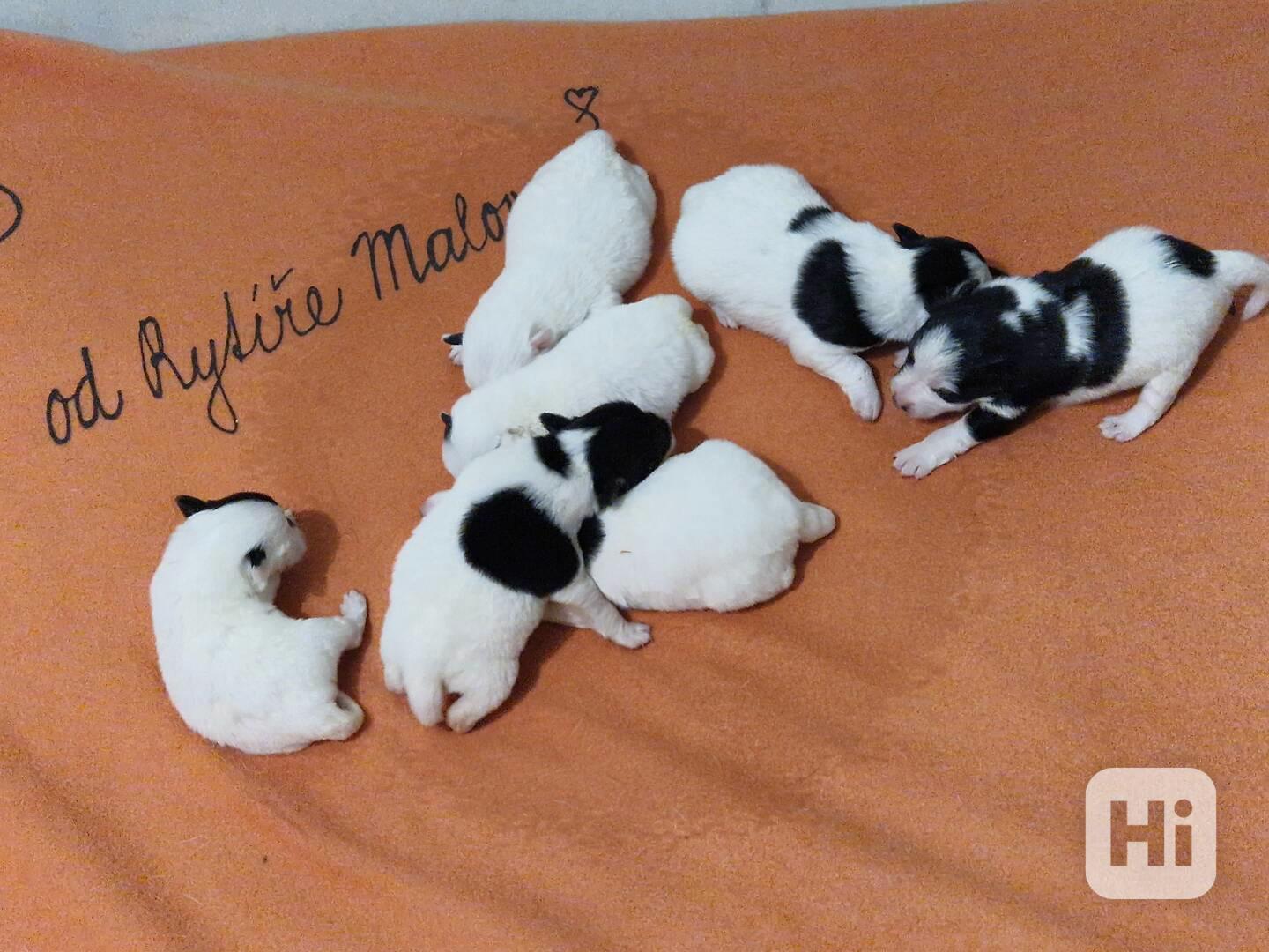 Foxteriér hladkosrstý - foto 1