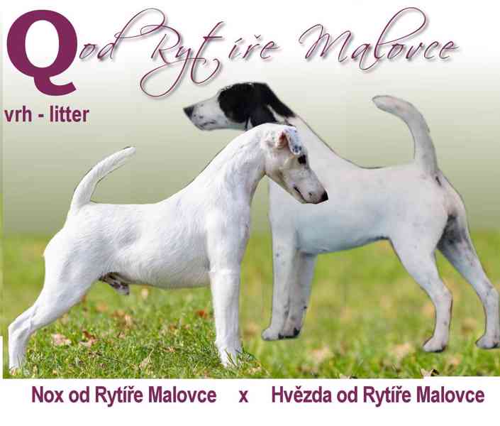 Foxteriér hladkosrstý - foto 2