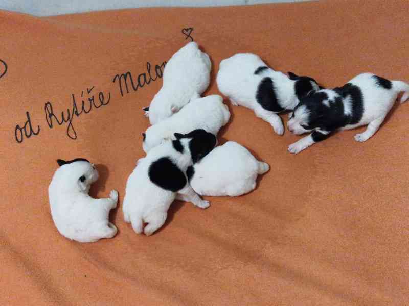 Foxteriér hladkosrstý - foto 1