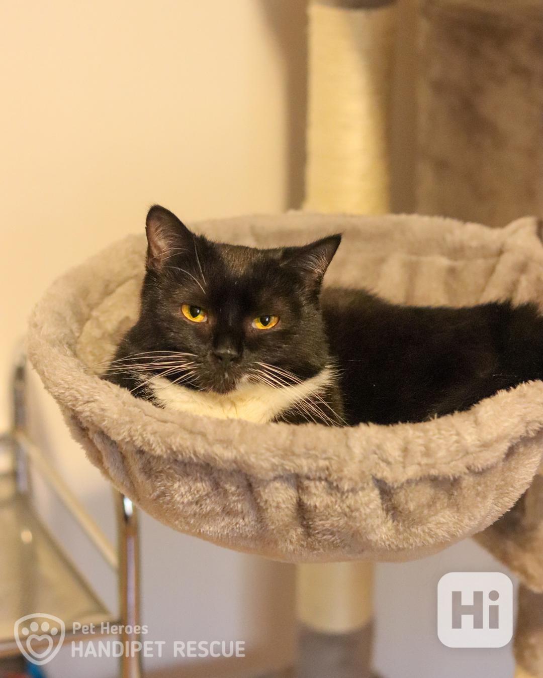 Juno ❤ hravá mladá kočička ❤ - foto 1