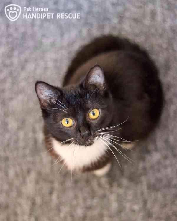 Juno ❤ hravá mladá kočička ❤ - foto 3