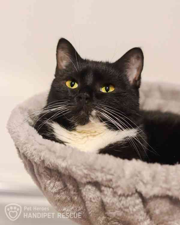 Juno ❤ hravá mladá kočička ❤ - foto 7