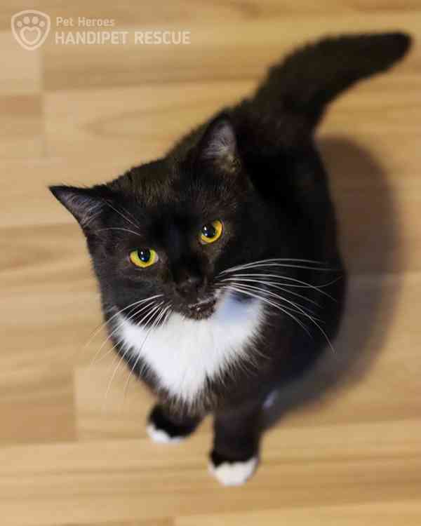 Juno ❤ hravá mladá kočička ❤ - foto 8