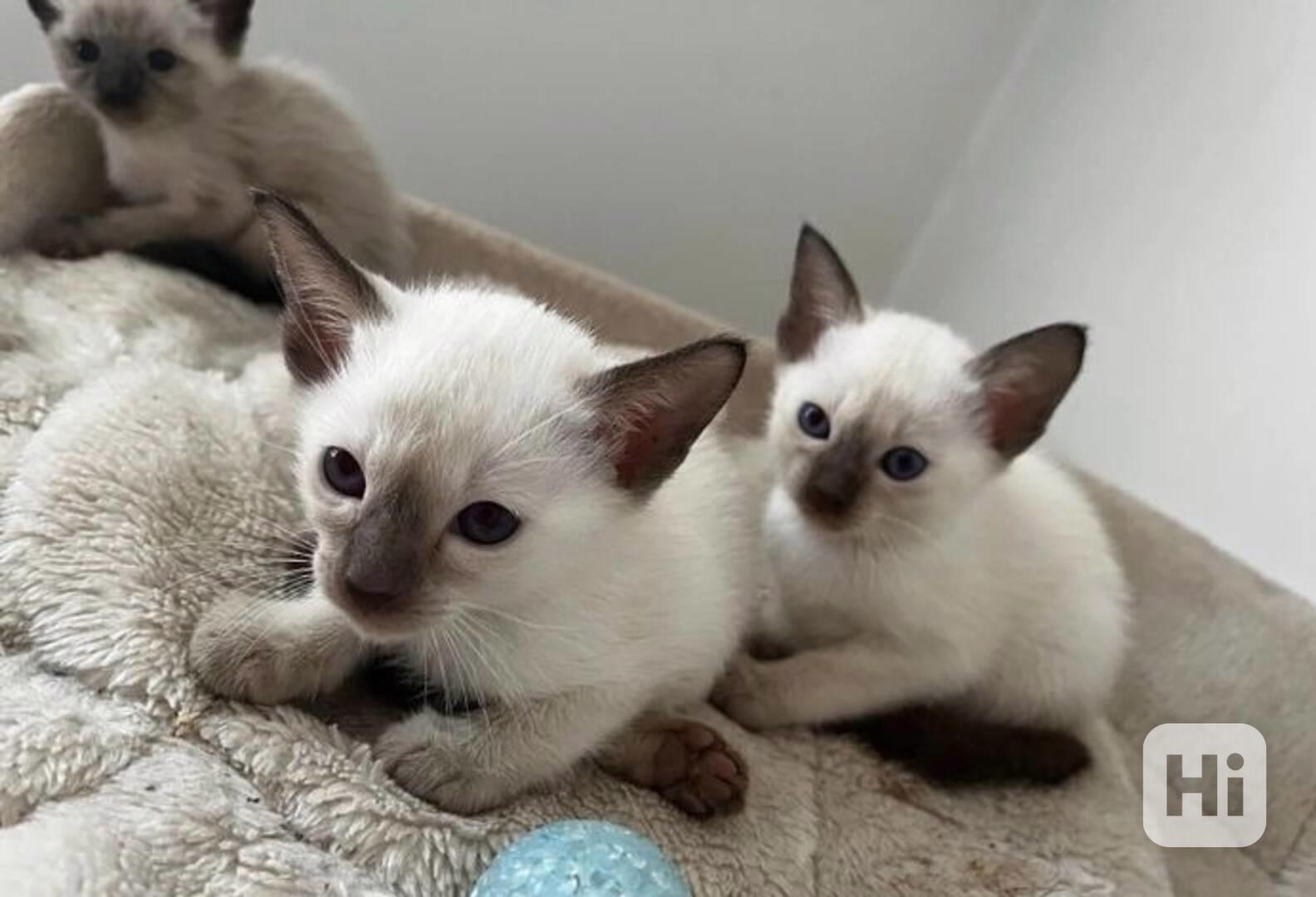 Zdravá siamská koťata potřebují novou rodinu - foto 1