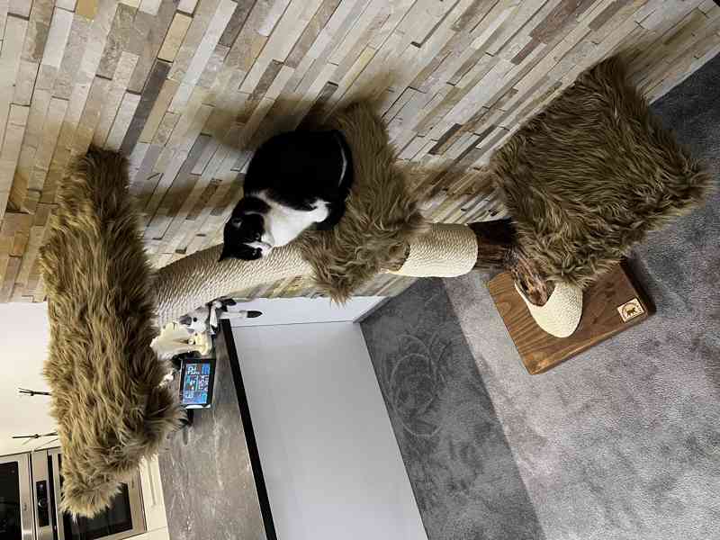 Kočičí stromy  - foto 2