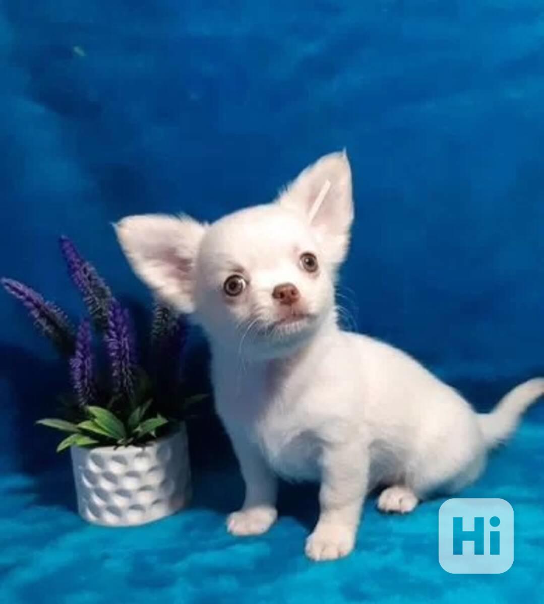 Vynikající Čivava štěňata, samec a samice - foto 1