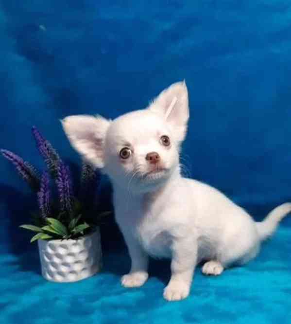 Vynikající Čivava štěňata, samec a samice - foto 1