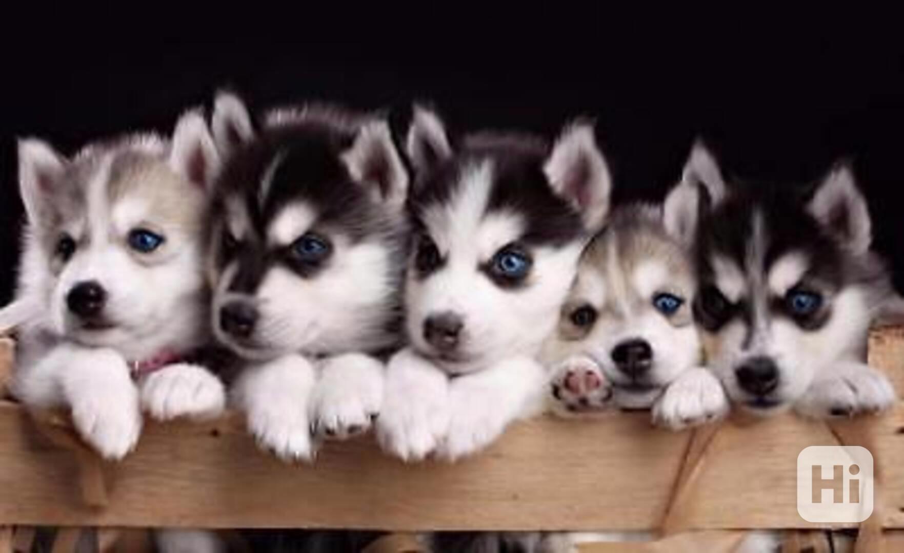 Štěňata sibiřského huskyho - foto 1