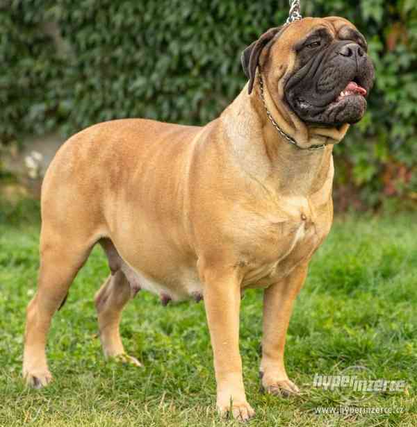 Bulmastif, Bullmastif, Bullmastiff - - foto 1