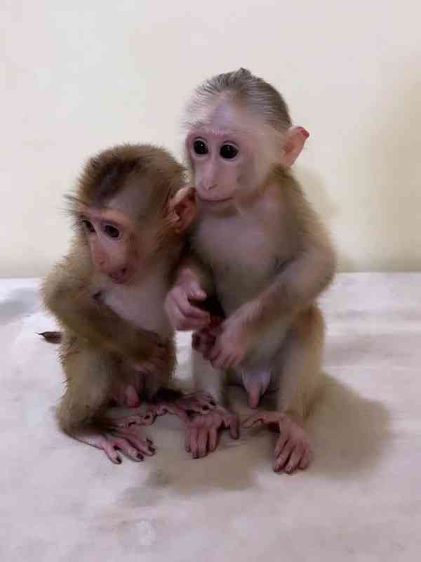 Krásná opička na prodej