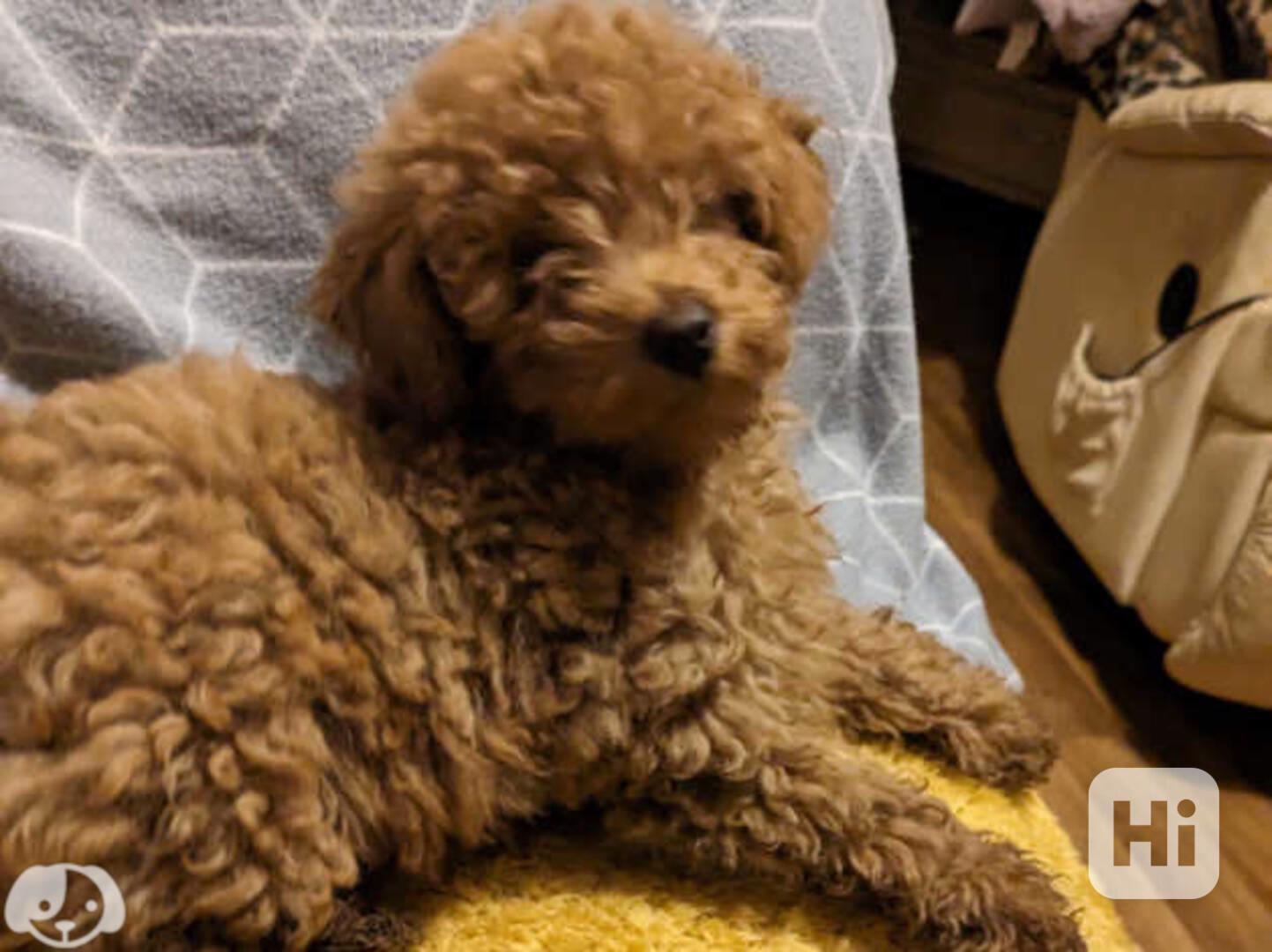 Toy miniaturní pudl - foto 1