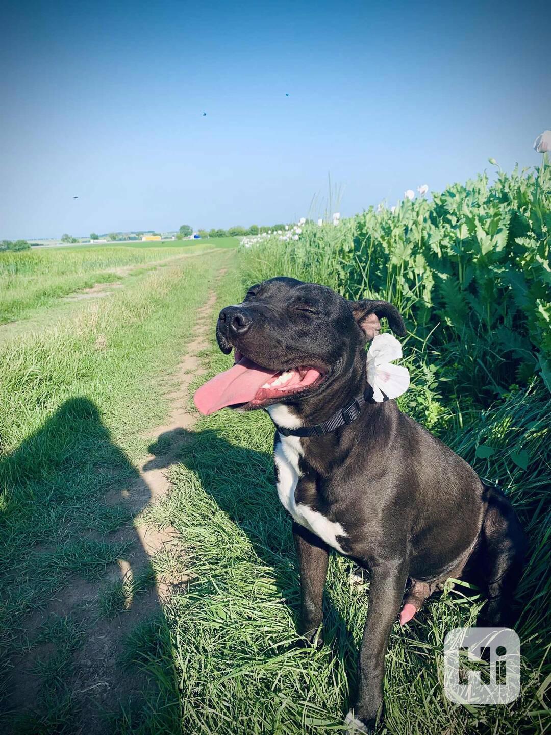Hledáme nový domov pro ročního pejska Apolla 🐶 ted v srpnu  - foto 1