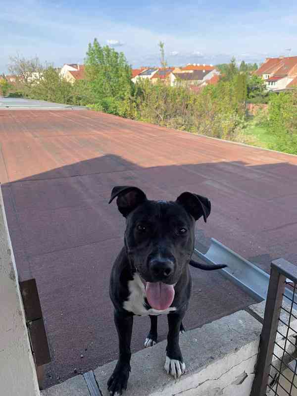 Hledáme nový domov pro ročního pejska Apolla 🐶 ted v srpnu  - foto 6