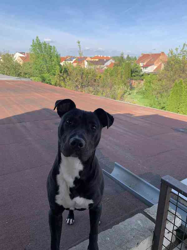 Hledáme nový domov pro ročního pejska Apolla 🐶 ted v srpnu  - foto 2
