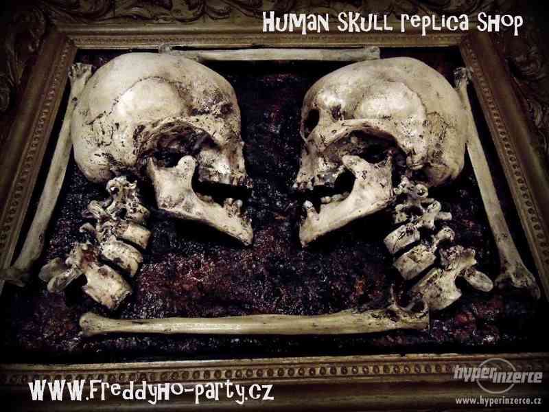 Repliky lidských lebek a kostí (Human skull replica) - foto 3