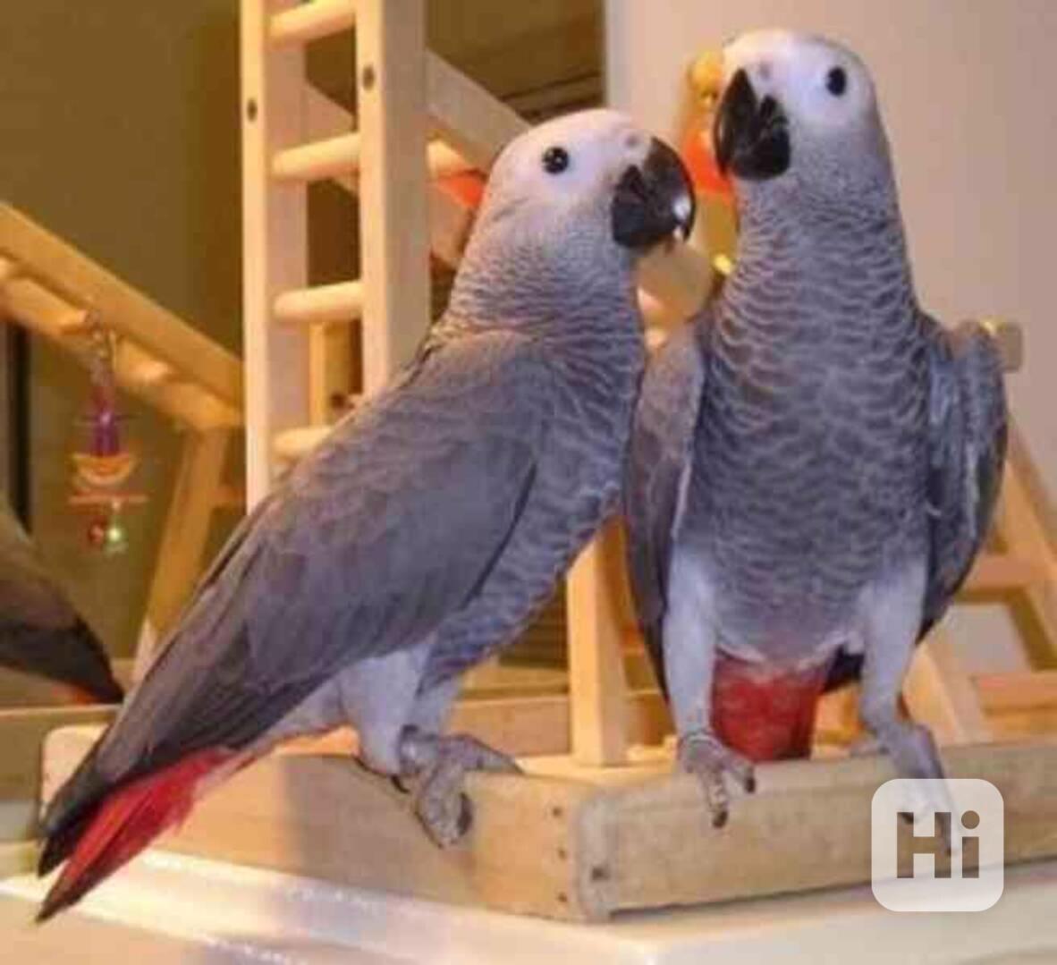 Přátelský afrošedí papoušci k adopci - foto 1