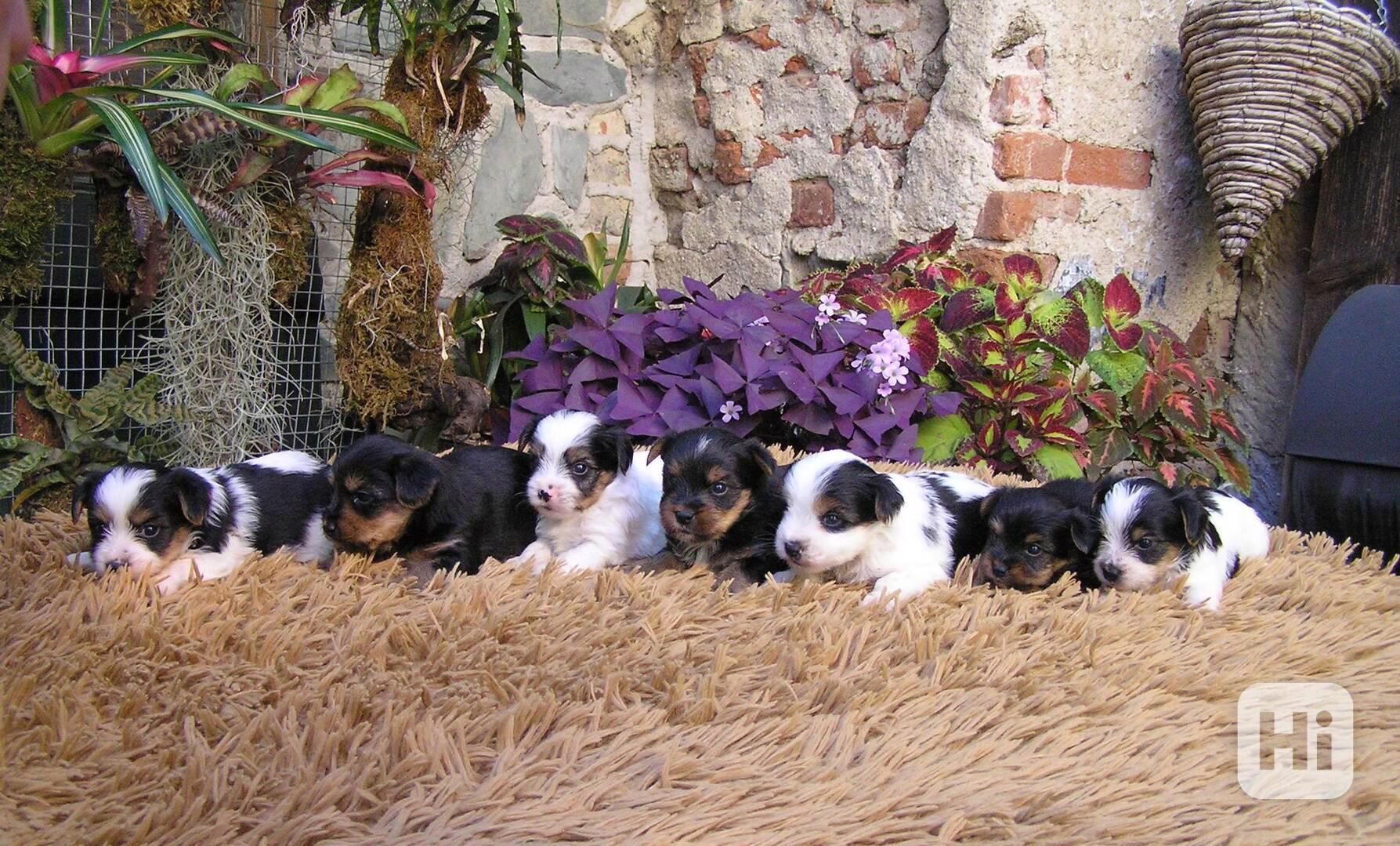 Biewer Yorkshire Terrier a Spaltbiewer F3 štěňátka - foto 1