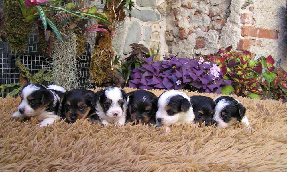 Biewer Yorkshire Terrier a Spaltbiewer F3 štěňátka - foto 5