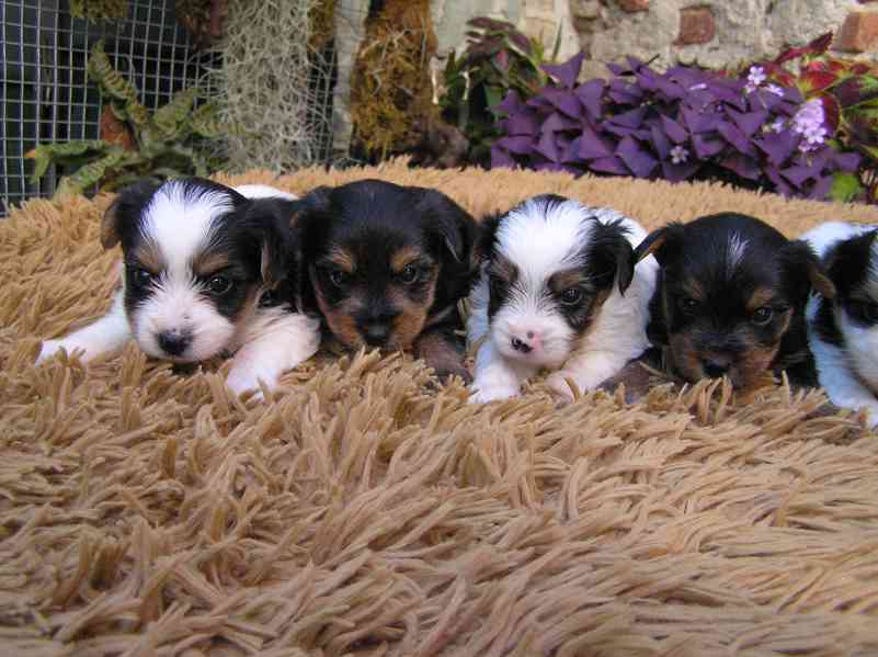 Biewer Yorkshire Terrier a Spaltbiewer F3 štěňátka - foto 8