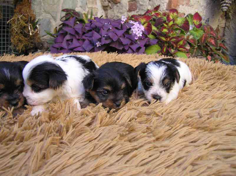 Biewer Yorkshire Terrier a Spaltbiewer F3 štěňátka - foto 10