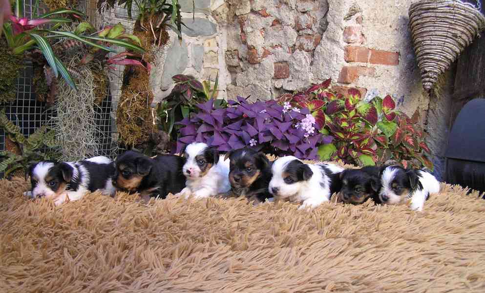 Biewer Yorkshire Terrier a Spaltbiewer F3 štěňátka - foto 1