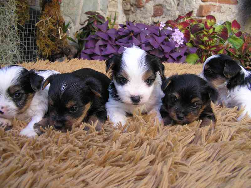 Biewer Yorkshire Terrier a Spaltbiewer F3 štěňátka - foto 9