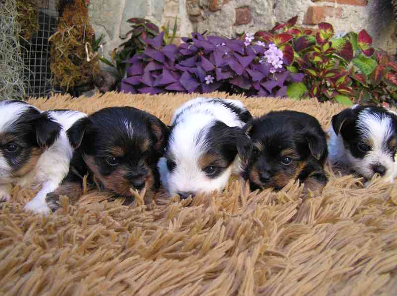 Biewer Yorkshire Terrier a Spaltbiewer F3 štěňátka - foto 13