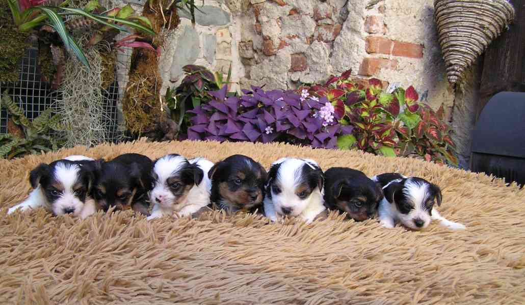 Biewer Yorkshire Terrier a Spaltbiewer F3 štěňátka - foto 7