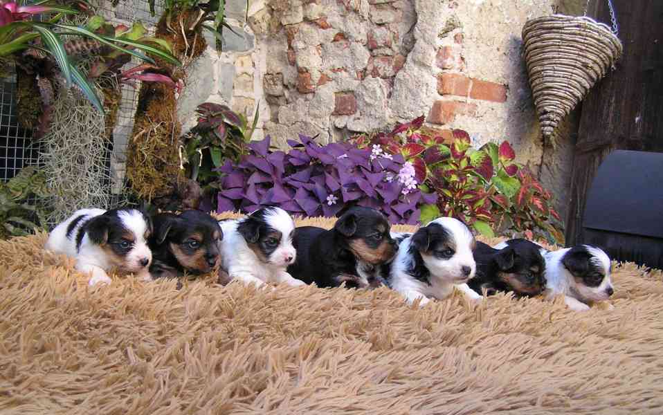 Biewer Yorkshire Terrier a Spaltbiewer F3 štěňátka - foto 4