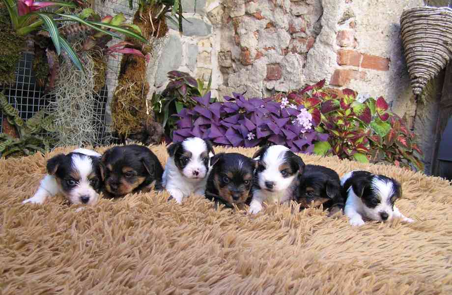 Biewer Yorkshire Terrier a Spaltbiewer F3 štěňátka - foto 6