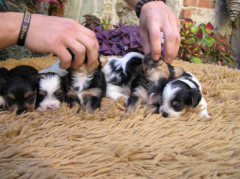 Biewer Yorkshire Terrier a Spaltbiewer F3 štěňátka - foto 12