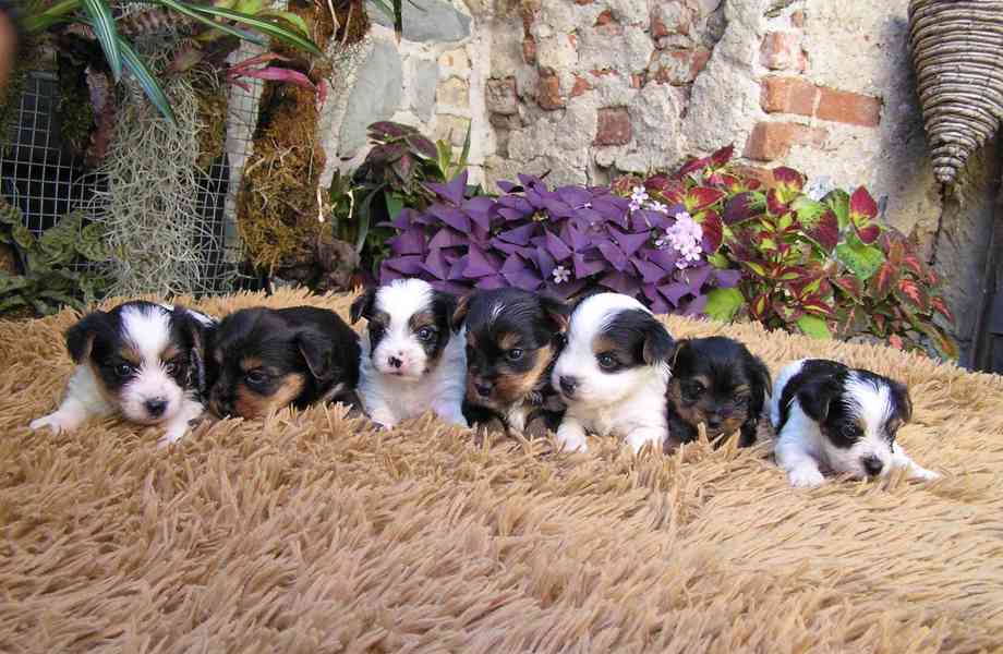 Biewer Yorkshire Terrier a Spaltbiewer F3 štěňátka - foto 2