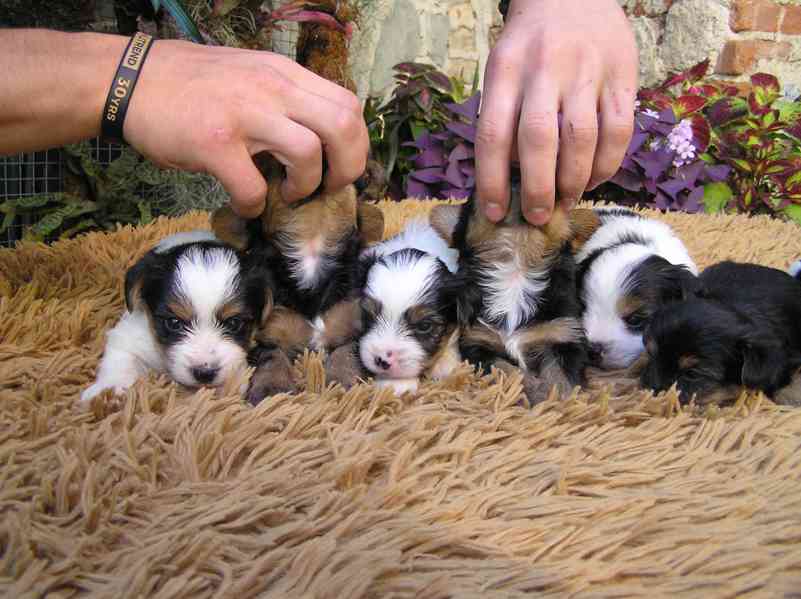 Biewer Yorkshire Terrier a Spaltbiewer F3 štěňátka - foto 11