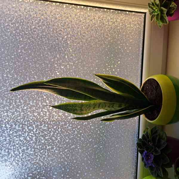 Pokojové rostliny  - foto 4