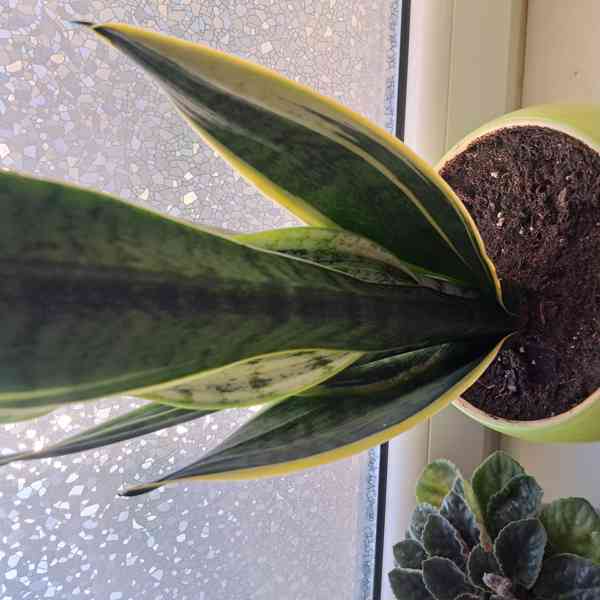 Pokojové rostliny  - foto 5