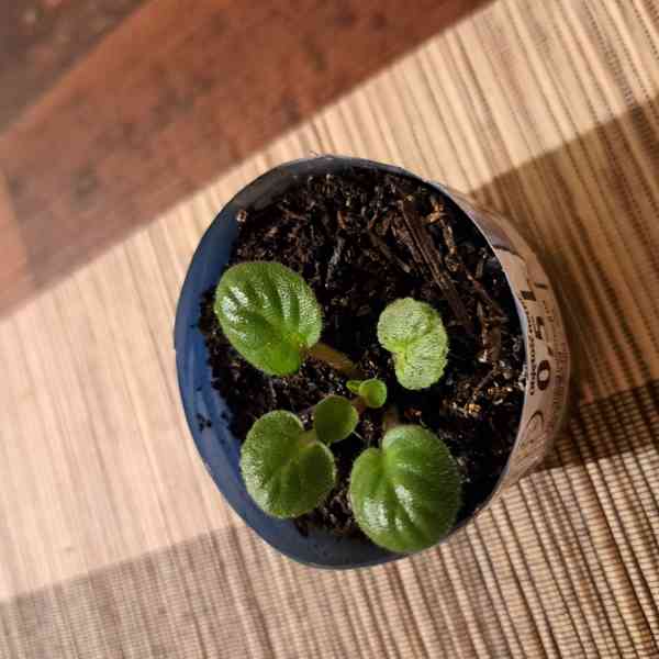 Pokojové rostliny  - foto 7