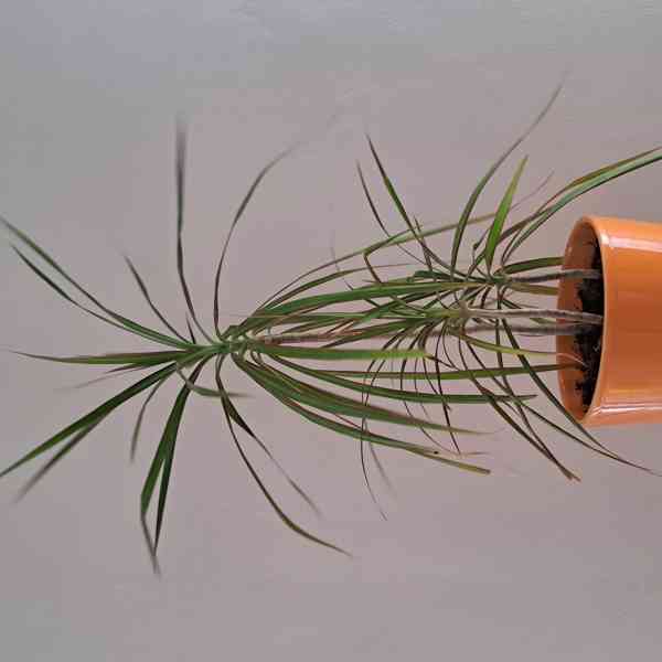 Pokojové rostliny  - foto 2