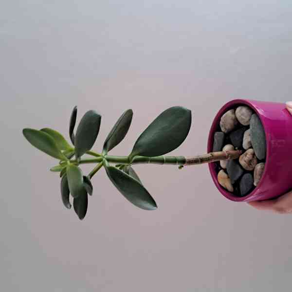 Pokojové rostliny  - foto 3