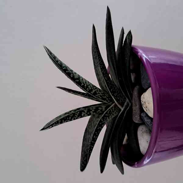 Pokojové rostliny  - foto 6