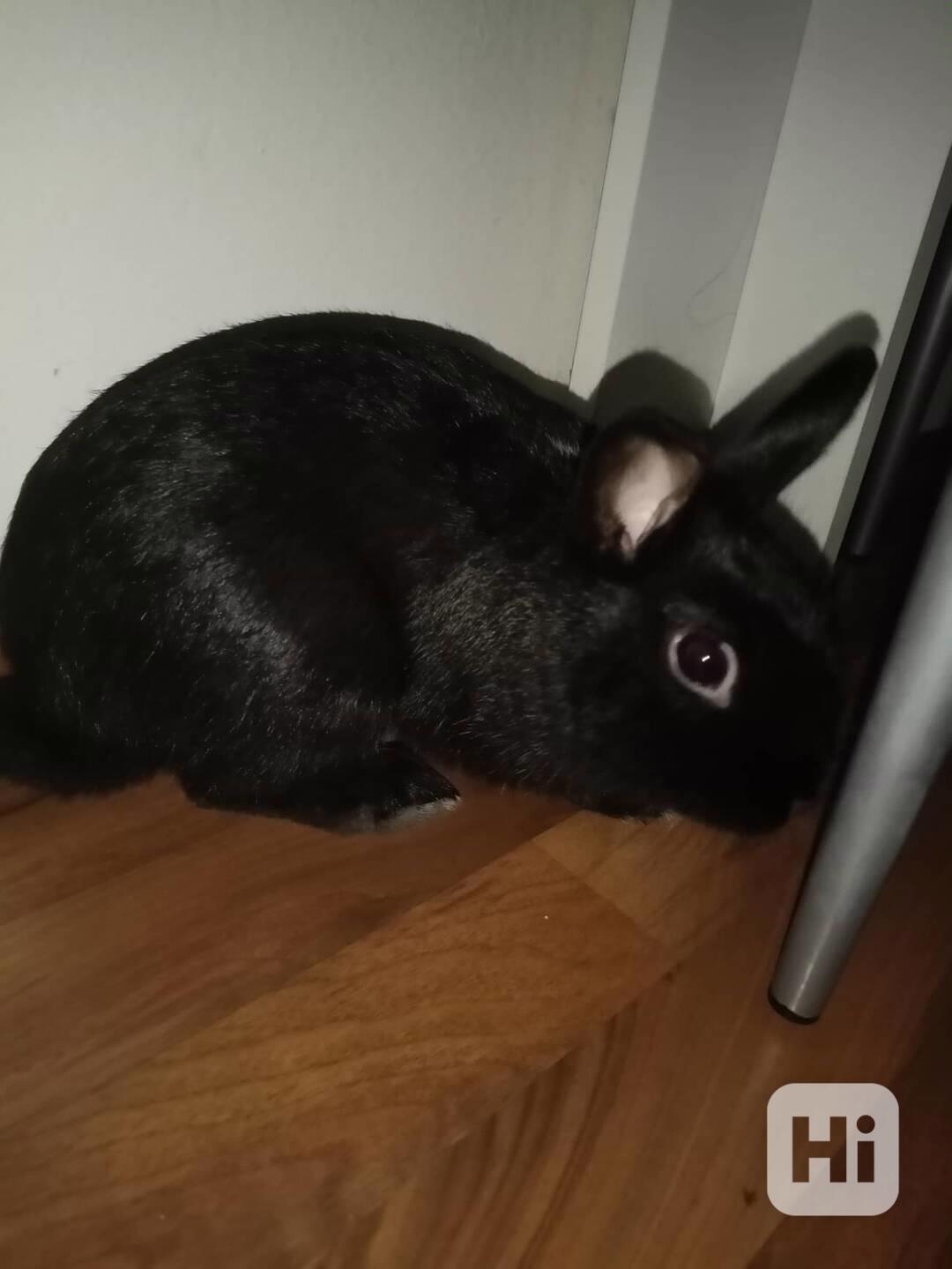 černý zakrslý králíček - foto 1