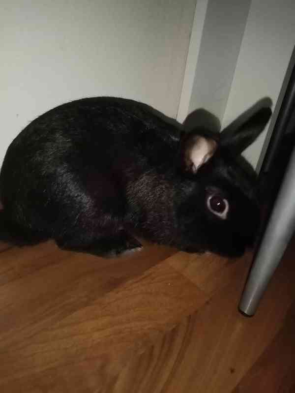 černý zakrslý králíček - foto 1