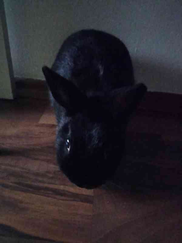 černý zakrslý králíček - foto 3