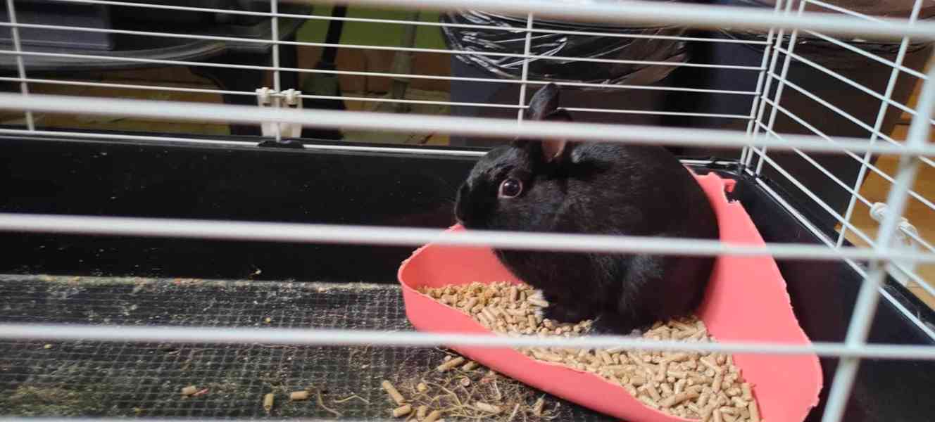 černý zakrslý králíček - foto 10