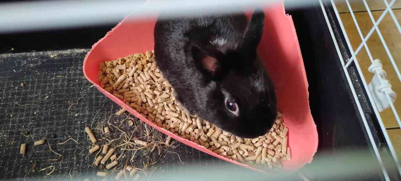 černý zakrslý králíček - foto 5