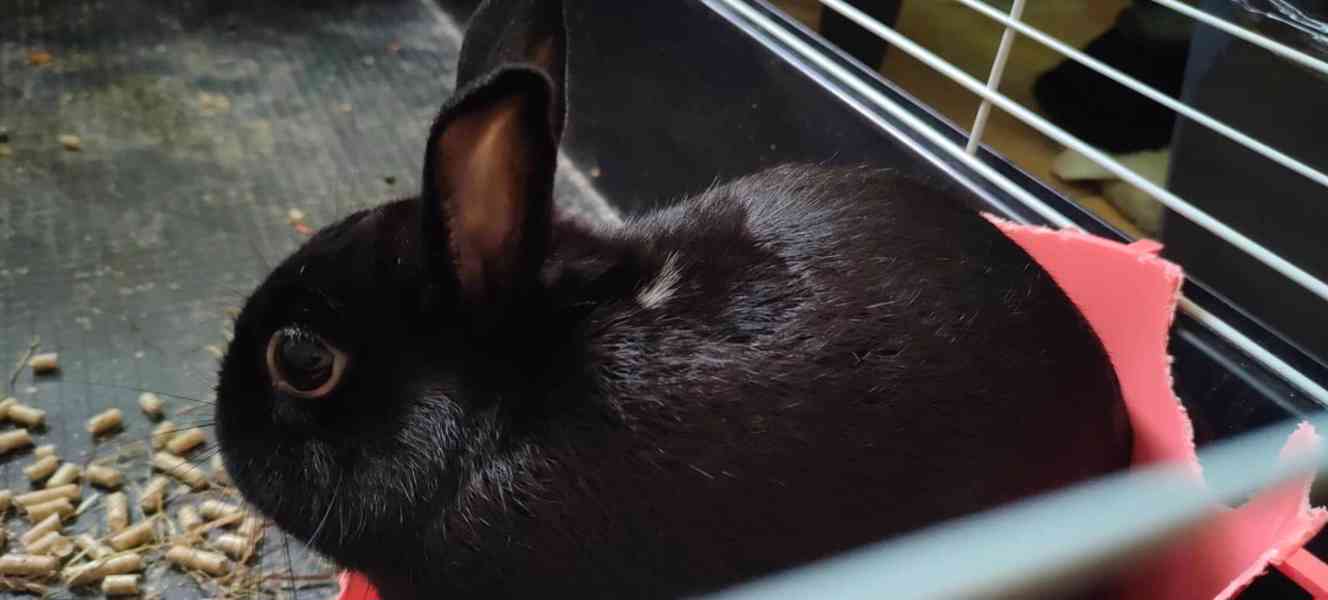 černý zakrslý králíček - foto 6