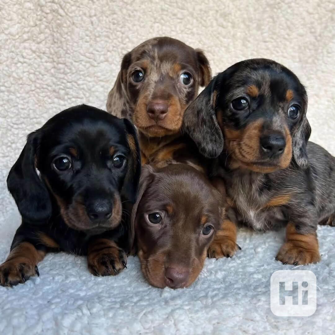 dachshund_puppiesforadoption - foto 1