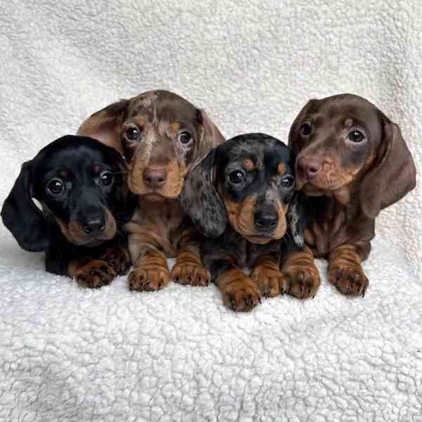 dachshund_puppiesforadoption - foto 2