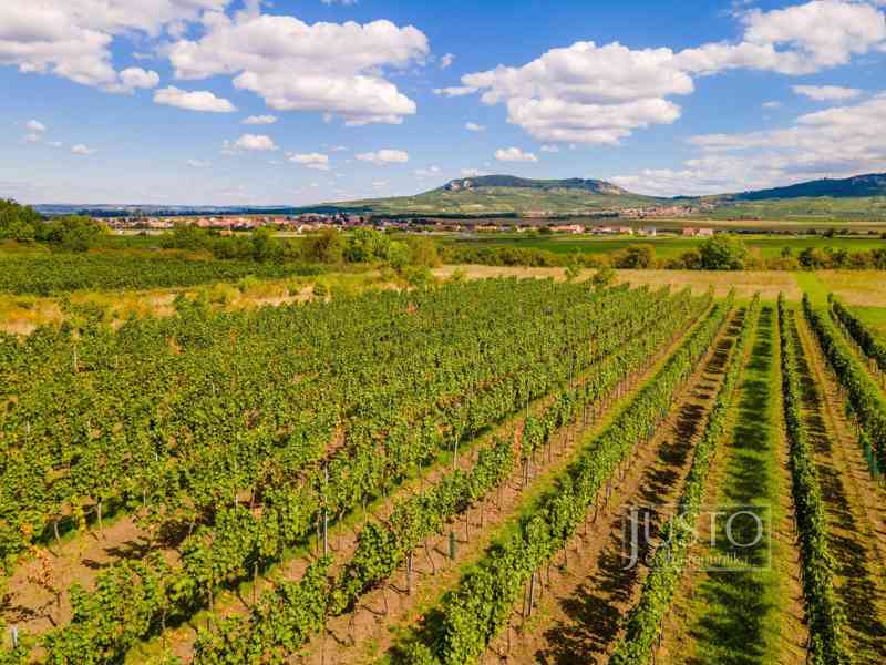 Prodej vinice, 2 801 m², Dolní Dunajovice - foto 2